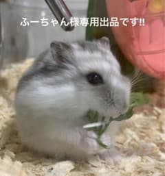 ふーちゃん様専用、リピーター様割引きしています！小動物のおやつのサムネイル