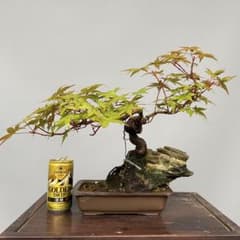 出猩々もみじ盆栽 【石付き】 貴風盆栽 - メルカリ