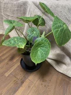 ベゴニアフートエンシス　大株　メルカリ便　鉢ごと ベゴニア フートエンシス 鉢ごと - メルカリ