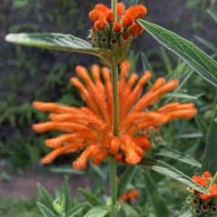 ❁レオノチス・レオヌルスの種10粒❁ Leonotis leonurus 多年草 - メルカリ