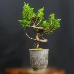 一起園芸】糸魚川真柏・小品盆栽◇形良好・丈夫で育てやすい人気盆栽樹