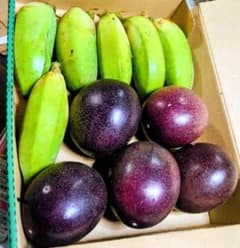沖縄県産 フレッシュナツメ 約700g 生ナツメ インドナツメ 南国
