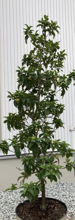 常緑ヤマボウシ　山法師　十五夜　常緑樹 果実付き m10997548855_1.jpg?1757663224