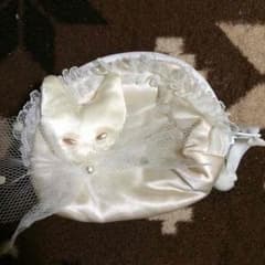 猫 ポーチ 小物入れのサムネイル