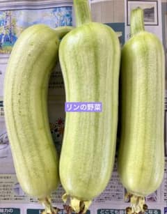 오늘 아침 채취 갓! 매우 신선한! 맛있는 흰 헤티마 헤치마 #2