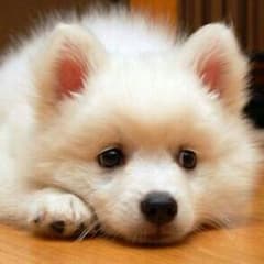 まこあり様専用。のサムネイル