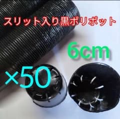 スリット入り　黒　ポリポット　6cm　多肉付き　50個のサムネイル