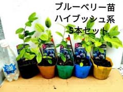 超メルカリ市特別価格‼️　ブルーベリー苗　ハイブッシュ系　5本セット　送料無料 超メルカリ市特別価格‼️ ブルーベリー苗 ハイブッシュ系 5本セット