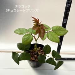 つるバラ　挿木苗　テラコッタのサムネイル