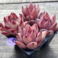 SALE❗️907多肉植物 エケベリア ロメオ 抜き苗 寄せ植え 4苗セット