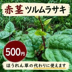 ツルムラサキ 赤茎 約280g 岩手県産｜農薬・化学肥料不使用のサムネイル