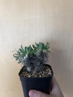万物想 Tylecodon reticulatus 発根済のサムネイル