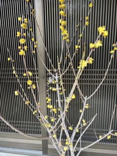 まさに旬 ロウバイ 蝋梅 花いっぱいの特大株 2注意事項確認ください