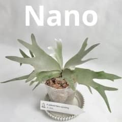 メルカリ便】 P. Willinckii Nano(spore)【11】 - メルカリ