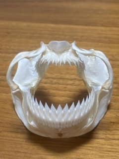 ヨロイザメ　顎標本のサムネイル