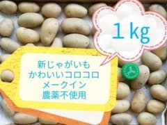 新じゃがいも 1㎏ メークイン コロコロ 小粒 農薬不使用 新鮮 愛媛 SSかのサムネイル