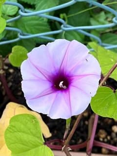 夕顔（赤花夕顔)の種30粒♫のサムネイル