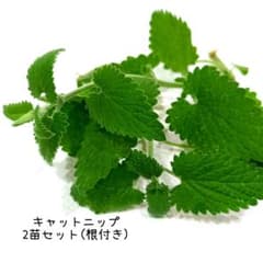 キャットニップ　キャットミント　ハーブ　猫　猫グッズ　イヌハッカ　5のサムネイル