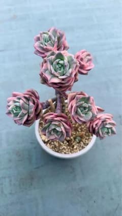 ラブリーローズ錦 虹斑入り レア 多肉植物 エケベリア 抜き苗 二枚目の