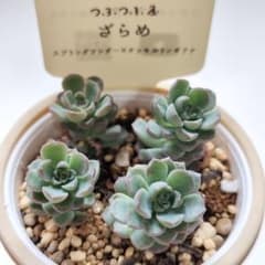 ◇211◇つぶつぶ屋さん ざらめ 札付き - メルカリ