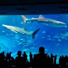 ゆう様　専用のサムネイル
