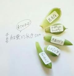 紅葉ド派手setのサムネイル