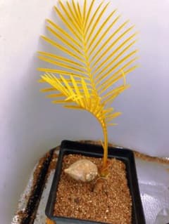 Q84黄色の羽状葉の観葉植物ソテツ錦、稀有株 - メルカリ