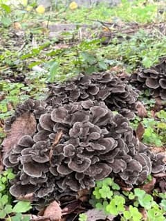 原木舞茸　✳︎1キロ✳︎ 岩手県産のサムネイル