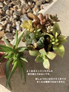 多肉植物①　10/20までのサムネイル