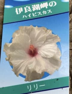 伊良湖岬のハイビスカス　メリー　５寸 ✿Dom❤Mia✿プロフ必読✿です。 伊良湖岬のハイビスカス リリー 5寸 - メルカリ