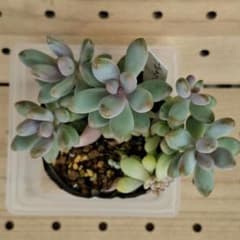 多肉植物 ブルージセイアントのサムネイル