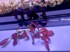 赤色の水草　ルドウィジア　レペンス　ルビン　5本のサムネイル