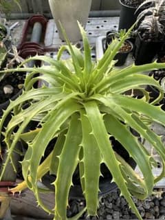 dyckia lunaris 子株のサムネイル