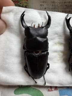 座標付き三重県産オオクワガタ♂70mm↑野外品 - メルカリ