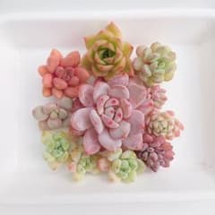 〖名前なし〗多肉植物カット苗セットのサムネイル