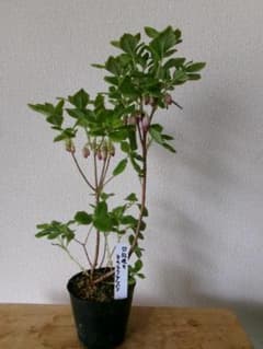 山野草（ツツジ科）　口紅咲きヨウラクツツジのサムネイル