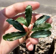 m11213985692_1.jpg?1716272420