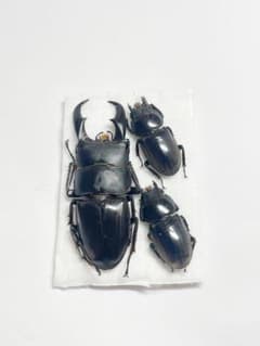 西表島のサキシマヒラタクワガタ 昆虫標本 - メルカリ