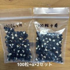 フウセンカズラの種　200粒プラスαのサムネイル
