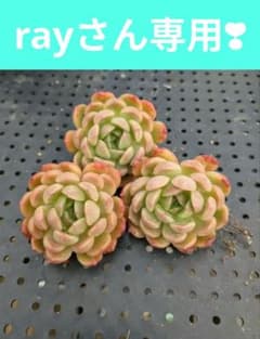 ray様 リクエスト 3点 まとめ商品のサムネイル