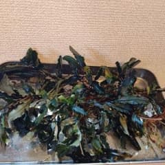 クダガンミニのサムネイル