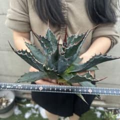 アガベ　イラン産　モンタナ アガベ イラン産 モンタナ 大株 極上 特選株 - メルカリ