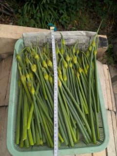 無農薬栽培　 ニンニクの芽、蕾（つぼみ）600gのサムネイル