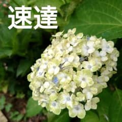輸入アジサイ苗　エスメラルダのサムネイル