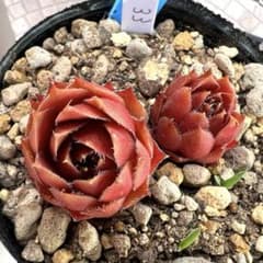 多肉植物 センペルビウム ジュエルケース No.33【青】 - メルカリ