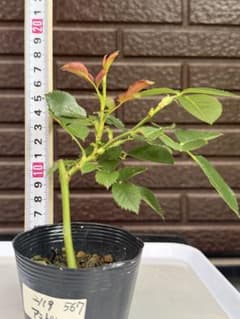 バラ挿し木苗 567 バラ苗 バラ挿し木苗 あ - メルカリ