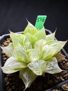 51g 多肉植物 ハオルチア 琉璃珠オブツーサ錦 自家繁殖 鉢植え発送