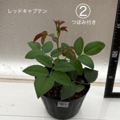 バラ　挿木苗　レッドキャプテン②のサムネイル