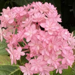 あじさい【ひな祭りルナ】枝5本アジサイ紫陽花のサムネイル