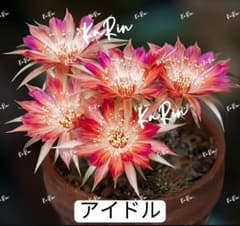 24-アイドル 新品種 花サボテン ロビビア属 複色咲き 群開花 カキコ